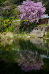 桜　水面に反映(徳島県神山町)