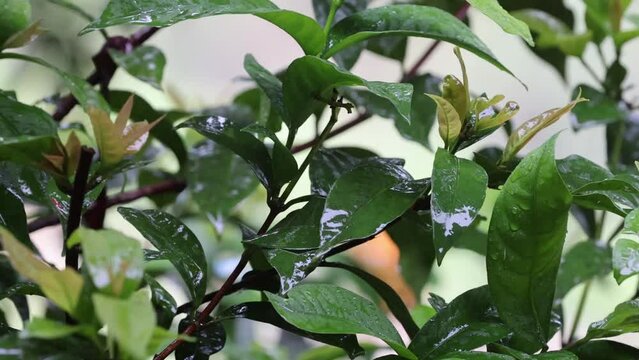 Raindrops on green leaves high resolution slow motion video without editing.