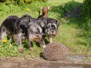 Fototapeta premium Three dogs barking on a hedgehog. Wild animals often carry infectious diseases such as Rabies.