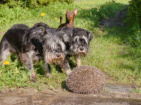 Three dogs barking on a hedgehog. Wild animals often carry infectious diseases such as Rabies.