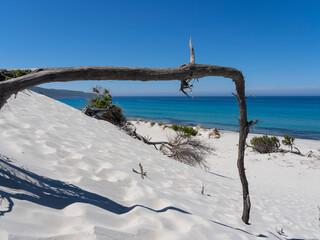 The wonderful white sand dunes of Porto Pino in Sardinia, Italy. Wild and uncontaminated environment. Tourist destination. Wonders of nature. Still life with dry plant trunks. Amazing turquoise sea