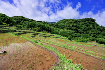 石部の棚田