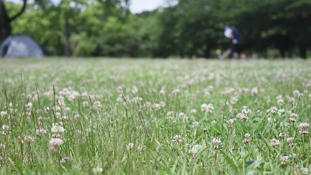 シロツメグサが一面を覆う広場で、子供を抱いて時の流れを楽しむ人