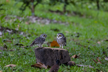 Cute Couple Spotted Owlet on stump in grass land