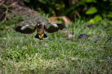 Obraz premium Flying Common myna or Indian myna on grass land.