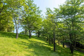 Fototapeta na wymiar 滋賀県大津市　初夏の茶臼山公園で
