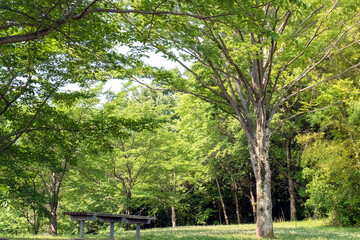 滋賀県大津市　初夏の茶臼山公園で
