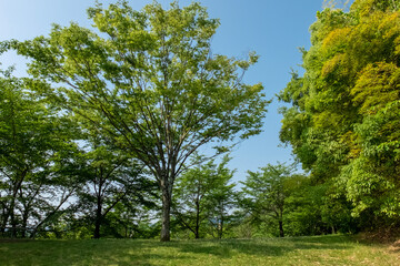 Fototapeta na wymiar 滋賀県大津市　初夏の茶臼山公園で