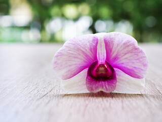 white-purple flower orchids  cooktown ,Dendrobium bigibbum mauve butterfly orchid ,Callista bigibba...