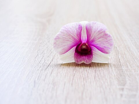 white-purple flower orchids  cooktown ,Dendrobium bigibbum mauve butterfly orchid ,Callista bigibba ,Callista sumneri, copy space pretty background or wallpaper ,macro isolated on wood ,lovely card