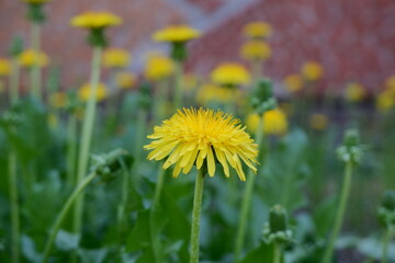 yellow dandelions grow on the field in spring summer and autumn