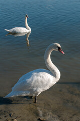 white swan paws on the ice reflecting