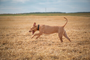 Purebred American Pit Bull Terrier frolic on the field.