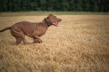 Purebred American Pit Bull Terrier frolic on the field.