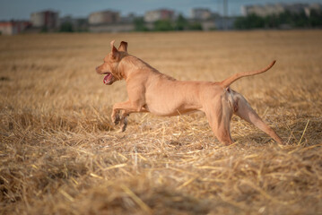 Purebred American Pit Bull Terrier frolic on the field.