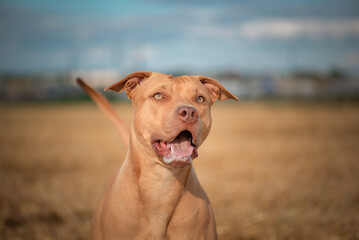 Purebred American Pit Bull Terrier frolic on the field.