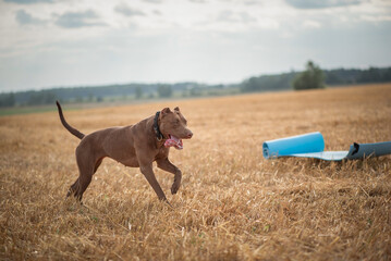 Purebred American Pit Bull Terrier frolic on the field.
