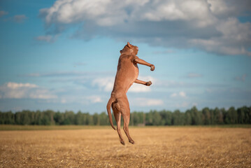 Purebred American Pit Bull Terrier frolic on the field.