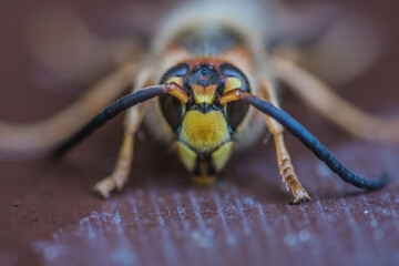 Makro Wasp