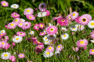 Sydney Australia, meadow of flowering helipterum or everlasting daisies