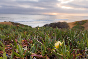 Ocean views and sunset sun. Green plants and flowers in the foreground