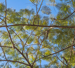 Green Fern Tree Canopy Under Blue Sky.
