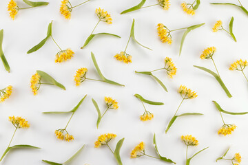 Lindens blossom set on a white background. Top view.