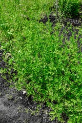 Green parsley grass in the garden