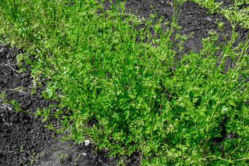 Green parsley grass in the garden