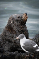 seal in the water