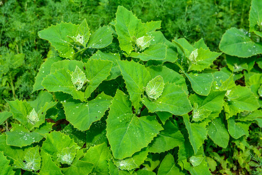 Atriplex hortensis, orache, used as a leaf vegetable in salads .