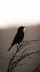 bird on a branch