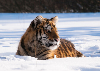 Fototapeta na wymiar Siberian tiger, Panthera tigris altaica. Wildlife scene with dangerous animal. Cold winter in taiga, Russia. Tiger in wild winter nature, lying on snowy meadow