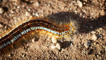 close up of a caterpillar