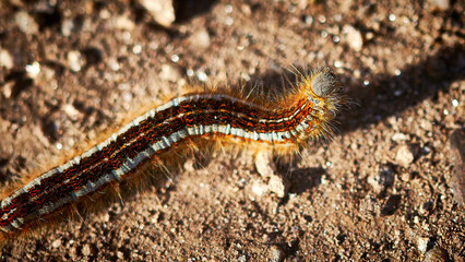 close up of a caterpillar