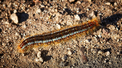 close up of a caterpillar