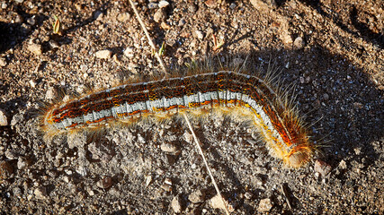 close up of a caterpillar