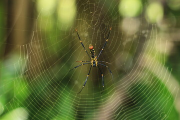little spider by the river
