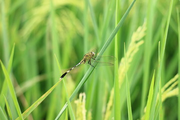 a dragonfly on a rice plant