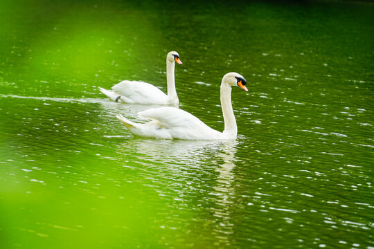 Wassernixen Bilder – Durchsuchen 9,712 Archivfotos, Vektorgrafiken und