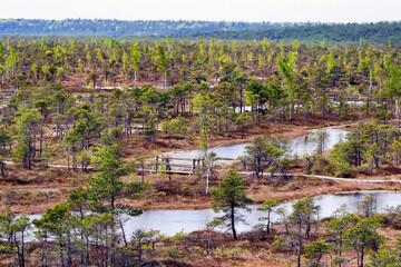 Kemeri national park, Latvia, Northern Europe: Peaceful nature of Kemeri Great swamp with small tiny lakes and swampy floodplain in Kemeri, Latvia - obrazy, fototapety, plakaty