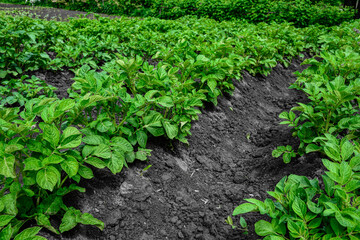 Rows of potato plants.in rows of potatoes plants .