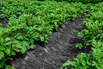 Rows of potato plants.in rows of potatoes plants .