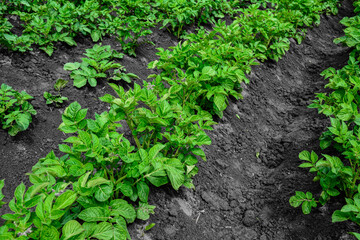 Rows of potato plants.in rows of potatoes plants .