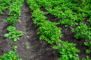 Rows of potato plants.in rows of potatoes plants .