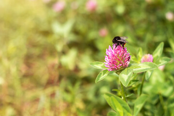 Bumblebee on a clover flower in a blurred green meadow. Blooming clover with a bumblebee. Selective focus with blurred background. Coppy space.