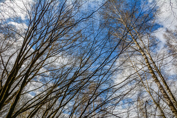 he branches of trees without leaves against the sky