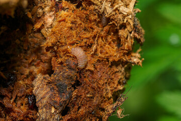 カミキリムシの幼虫
