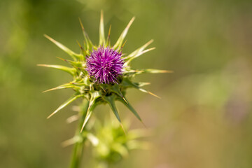 Close-up of Milk thistle (Silybum marianum)