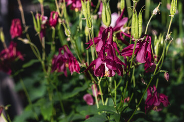The flowering plant Aquilegia (Lat. Aquilegia) with lots of pink and white flowers. Flowering of Aquilegia vulgaris in late spring and early summer on a sunny day in the garden. Selective focusing.
